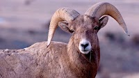 80-year-old man pleads guilty to genetically engineering giant hybrid sheep in 'audacious scheme,' DOJ announces