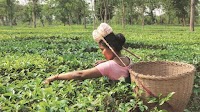India's tea exports rise 2.85% to 257.88 million kg in FY25: Tea Board