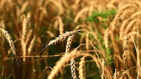 2024 Press Releases - Canada pledges CAD 250,000 to support food, animal and plant health standards - Press/963