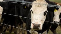 Europe heading towards emissions tax on dairy imports, expert says