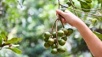Macadamias: Kenya's producers benefit from government decision