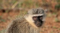 Tennessee woman randomly attacked by monkey as she was feeding her cats