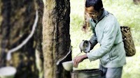 Thai Rubber Prices Reach 7-Year High