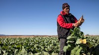 IFAD issues a EUR 100 million sustainable bond to Bank Al Maghrib, jointly amplifying action for rural development