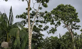 WHO verklaart Suriname als eerste land in Amazone malariavrij