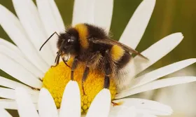 Bumblebees Have a Pretty Handy Survival Tactic