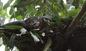 Why sleeping less than apes helped humans become Earth’s dominant species