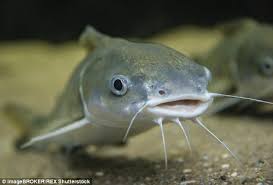 Image result for catfish
