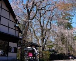 角館武家屋敷通りの画像