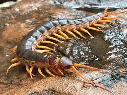 Giant Centipedes Found In Arizona