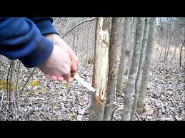 Résultat de recherche d'images pour "tree trunk repair grafts"