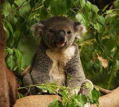koala dans un arbre