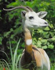 Résultat de recherche d'images pour "dama gazelles"