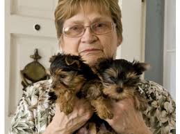 ¡Hola Paco! ¿Qué tal? Cute Yorkie Paco Stolen and Recovered - LindaPacoAndHisSister