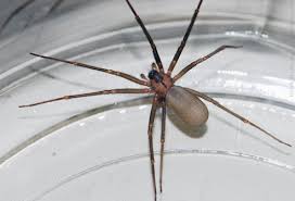 Image result for big uk house spiders