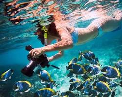 Hình ảnh về Snorkeling in Fujairah