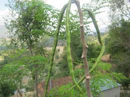 Image result for horseradish tree