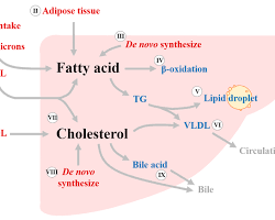 Imagen de Lipid metabolism