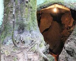 Image of Eco Cave Gardens Nainital