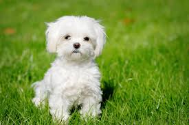 Image result for cute dog