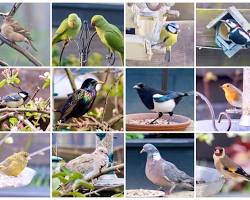 Image of common british garden birds collage
