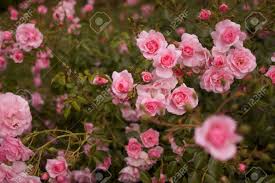 Image result for tea roses