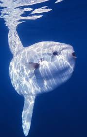 Image result for mola mola fish fun facts