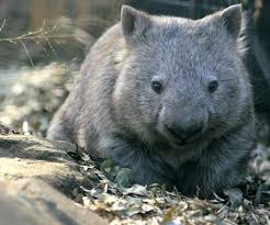 Image result for wombat