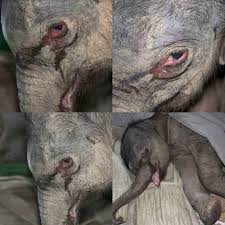 Baby elephant rejected by its mother
