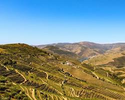Porto vineyards
