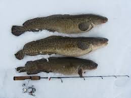 Image result for burbot fish