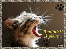 Résultat de recherche d'images pour "gifs automne humour"