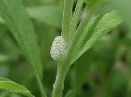 Image result for spittle bug