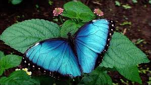 Resultado de imagem para mariposa azul