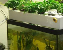 Image of plants growing in an aquaponic system