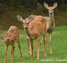 Halifax Weather Brings Showers Heat and Storm Risks