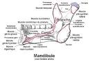 Mandibule