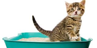 ผลการค้นหารูปภาพสำหรับ cat