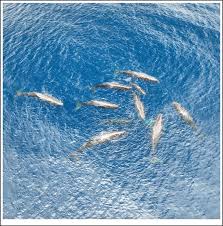 Collaborative Sperm Whale Birth: A Deep Dive into Cetacean Social Dynamics