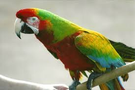 Image result for baby macaw parrot for sale