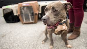 Hurricane Irma: Displaced animals accepted by Young-Williams ...