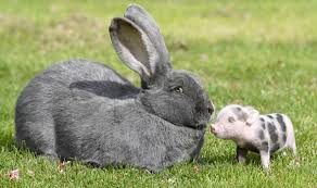 Image result for RABBIT