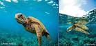 Snorkeling With Turtles in Maui USA Today