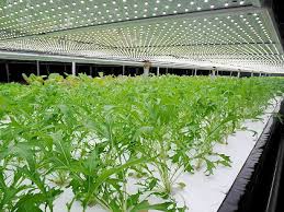 Work2 植物工廠水耕蔬菜魚菜共生 24陳亨融