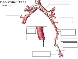 Image result for respiratory system label bronchioles