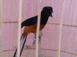 Hasil gambar untuk murai batu