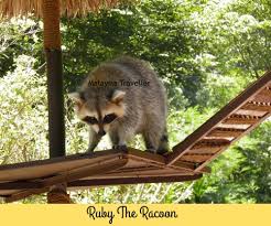 Hasil carian imej untuk tambun