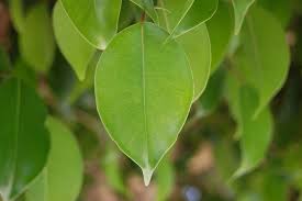 Image result for ficus benjamina