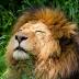With Lion Population Likely To Decline By Half In 20 Years, How Will...