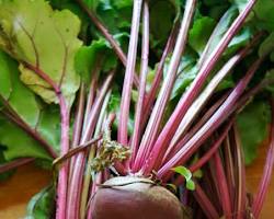 Image of Beetroot